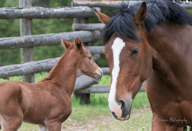 Horse with fawn