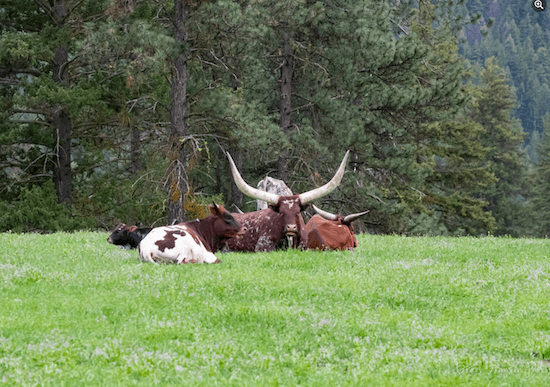 Large bull with cattle