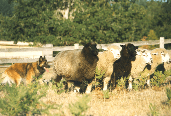 German Shepherd and livestock