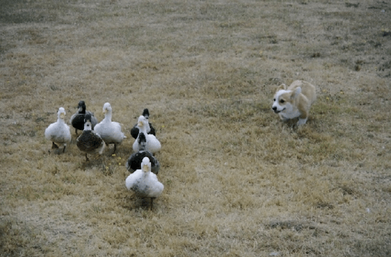 Dog chasing ducks